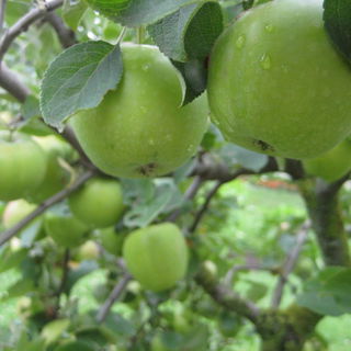 Apfelbaum, Prinz-Georg-...