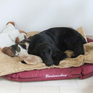 Dana und Snuggle- Dream...