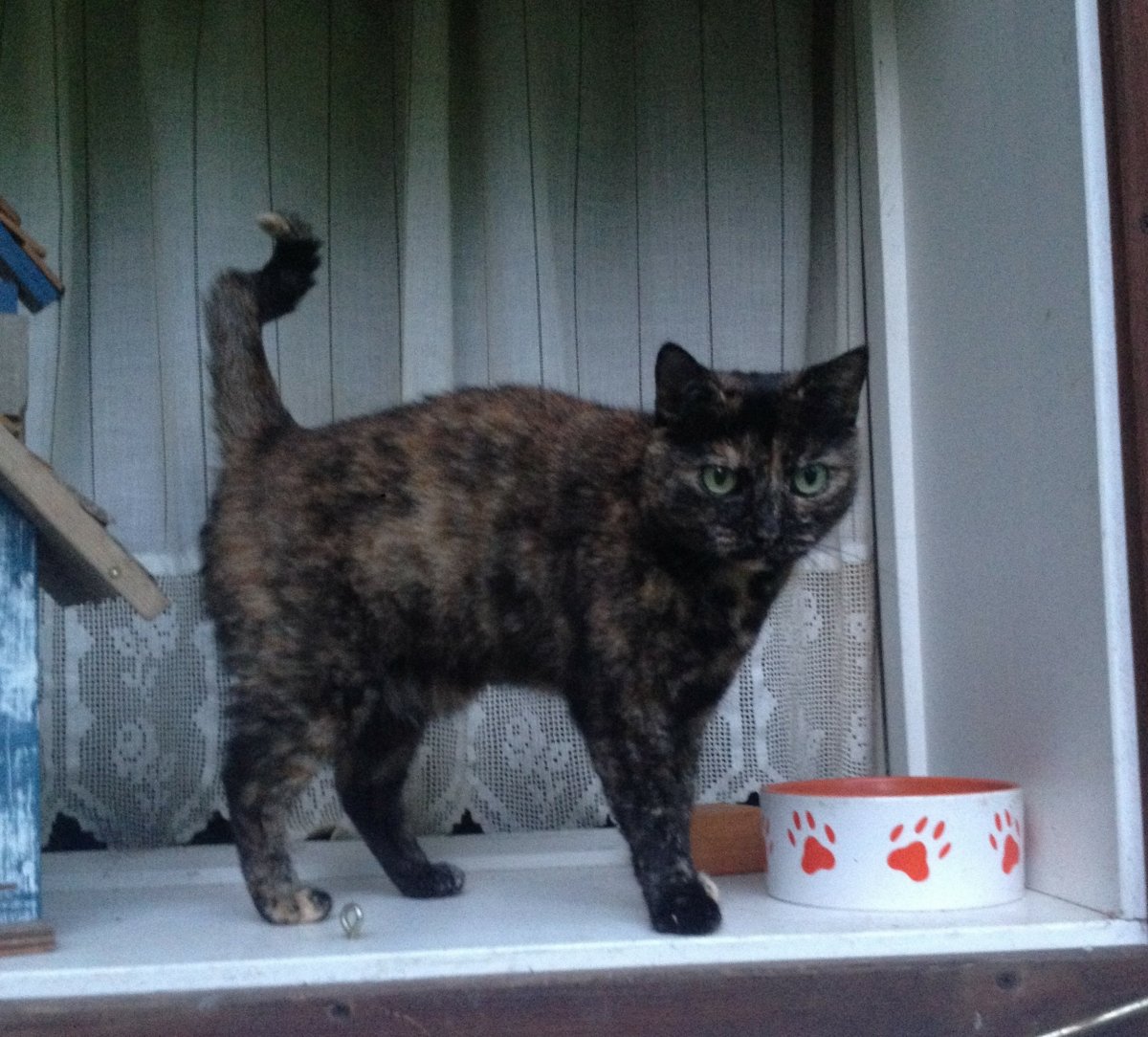 Tierheimkatze Stella, meine Süße, du fehlst mir unendlich mein Schatz