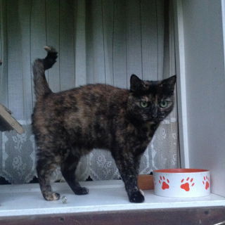 Tierheimkatze Stella, m...