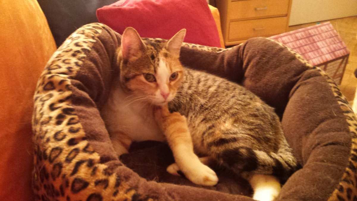 Das neueste Pflegekind  aus Spanien: Icel, ruhig und schmusig. Wer will?