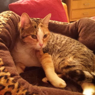 Das neueste Pflegekind ...