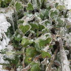 Februar 2021: Der Frost...