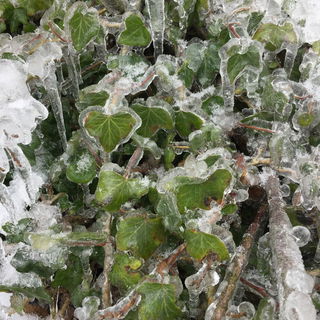 Februar 2021: Der Frost...