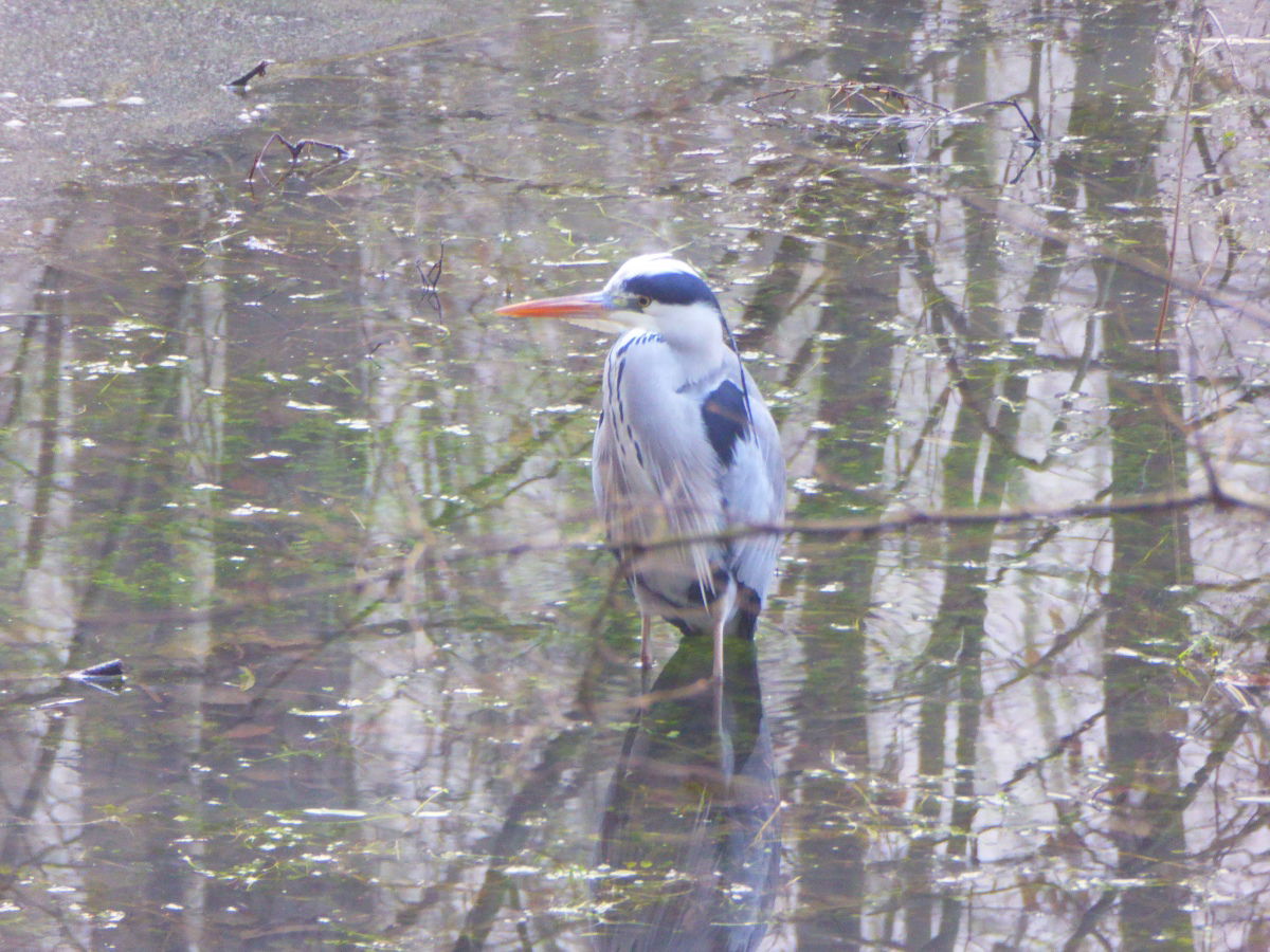 Er (oder Sie?) war Zeuge.