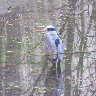 Er (oder Sie?) war Zeug...