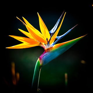 Strelizie...Blume meine...