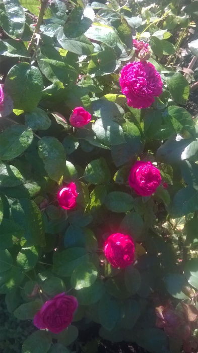 Rose de Resht - "die" Damaszenerrose, unkompliziert, gesund, duftet