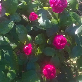 Rose de Resht - "die" D...