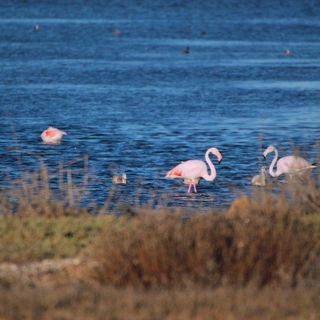 Flamingos in Hyères/Ha...