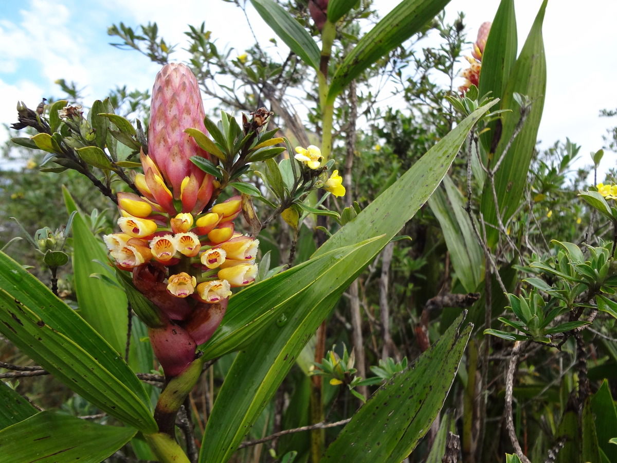 Unbekannte Pflanze am Vulkankratersee Cuicocha / Ecuador