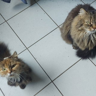 Minka (li) ist eine ech...