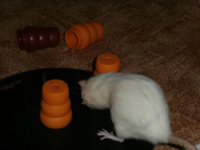 Intelligenzspielzeug für Hunde - Mystiques leichteste Übung.