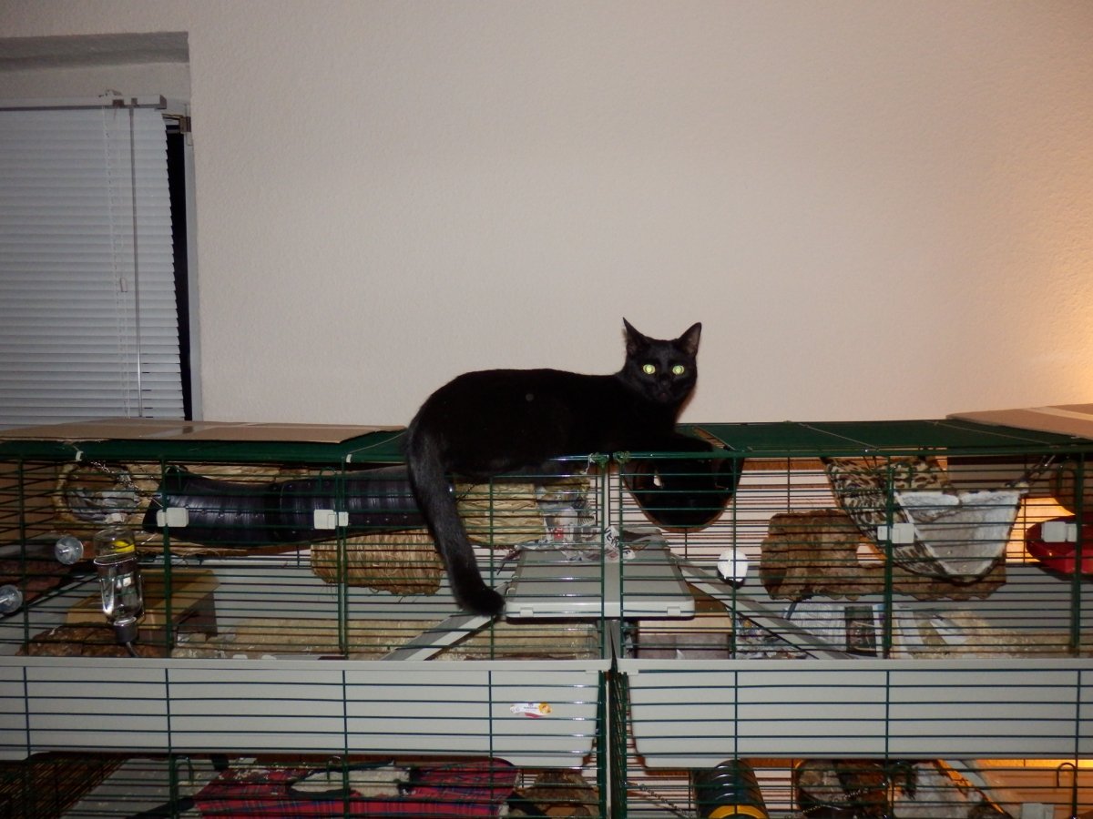 Ich liege REIN ZUFÄLLIG hier so rum... *unschuldigguck*