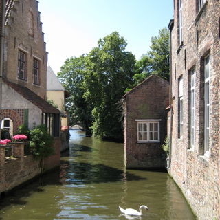 Schwein - äh - Schwan ...