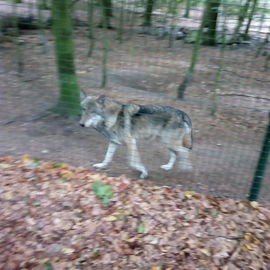 Wildpark