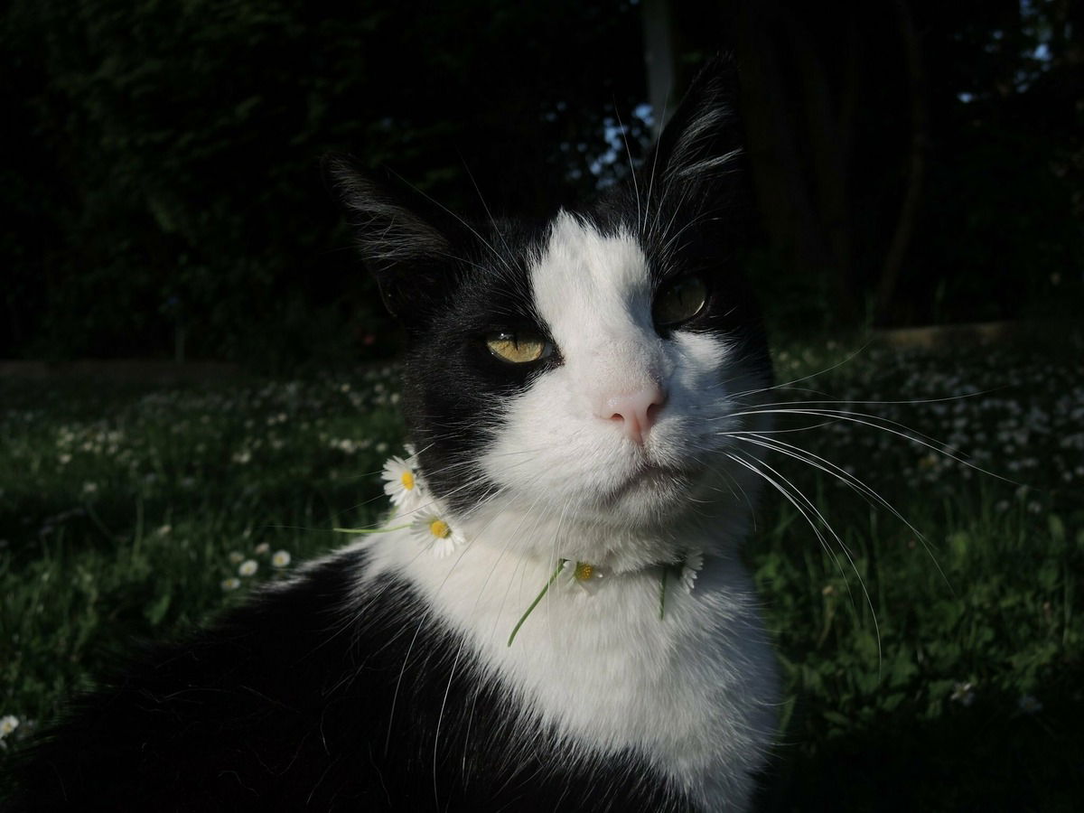Oskar, mein Seelenkater, der 2018 über die Regenbogenbrücke gegangen ist