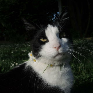 Oskar, mein Seelenkater...