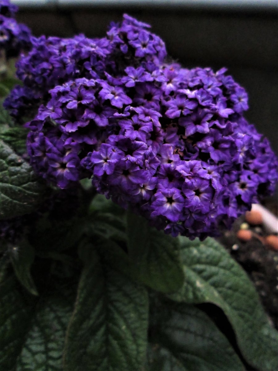 Heliotrop dieser duftet zart und wartet auf Insekten