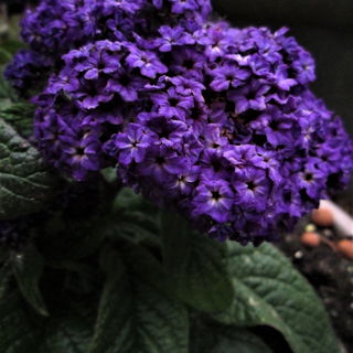 Heliotrop dieser duftet...