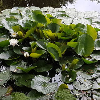 Unsere Seerose am 02. J...