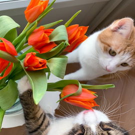 Auch ich kann Katzencon...