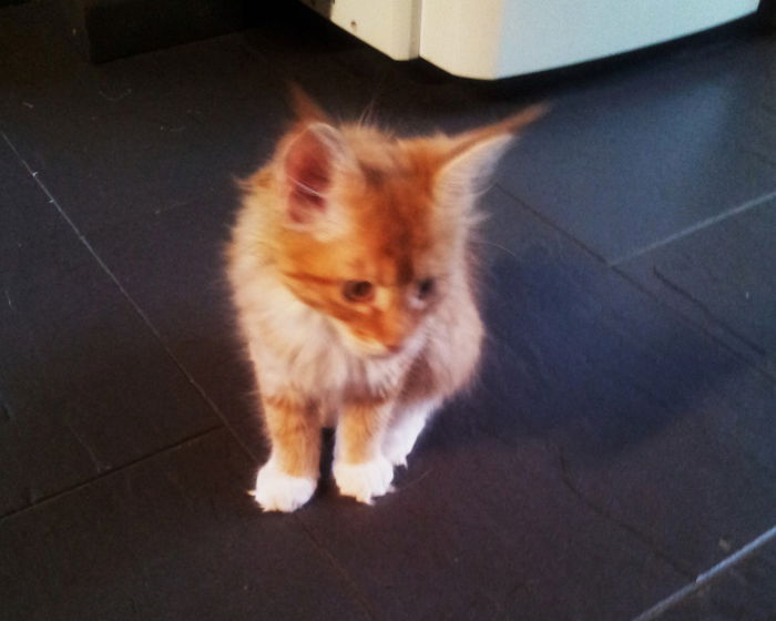 Alani => als Baby, 10 Wochen alt
