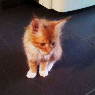 Alani => als Baby, 10 W...