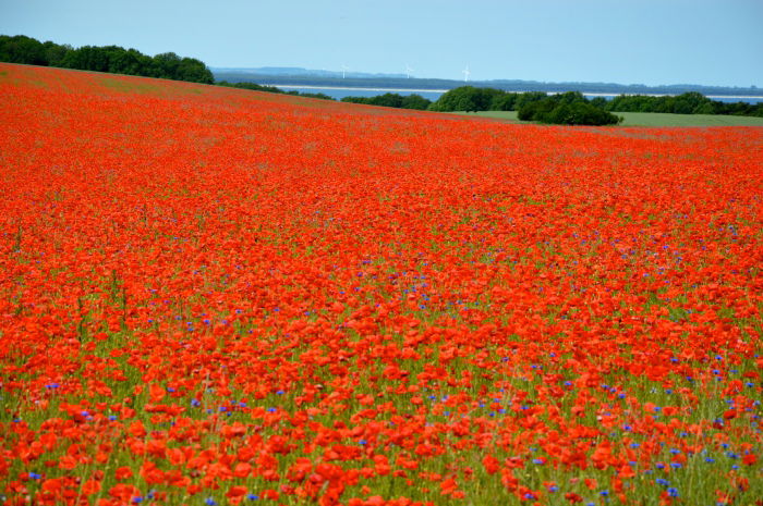 Pfingsten auf Rügen