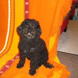 Unser neues Familienmit...