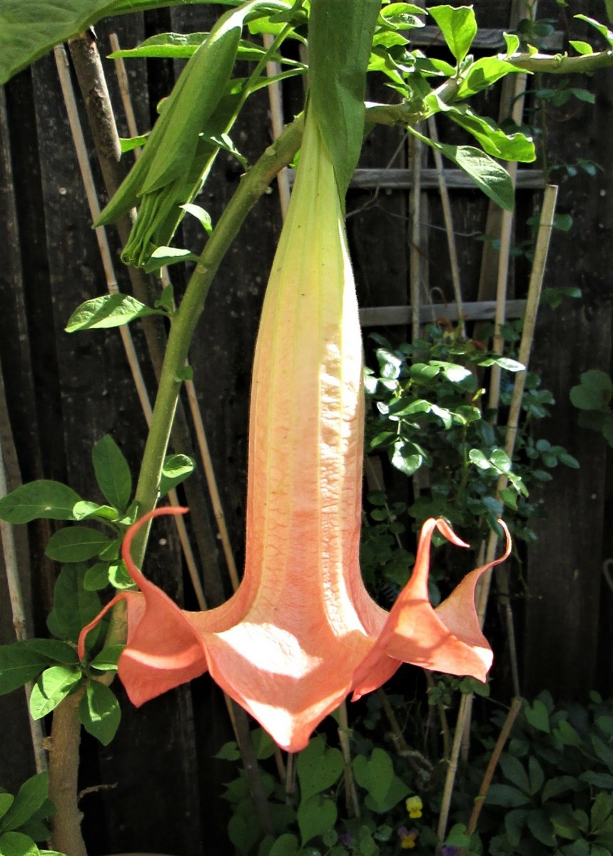 Angel's Trumpet, "Jolly" Juli 2020