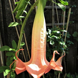 Angel's Trumpet, "Jolly...