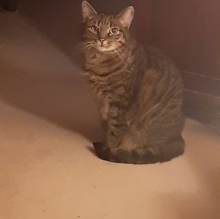 Ach mein Puschelchen......