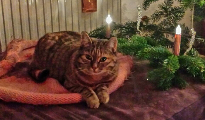 Bescherung ist jetzt nicht mehr weit. Ich wünsche gute Völlerei!