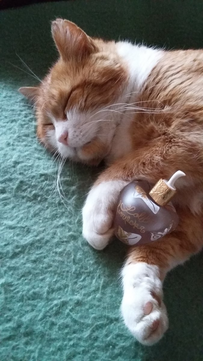 Auch der Kater mag Parfum!