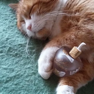 Auch der Kater mag Parf...