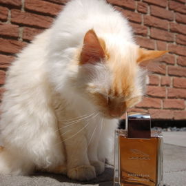 Jaguar: von Katzen geli...