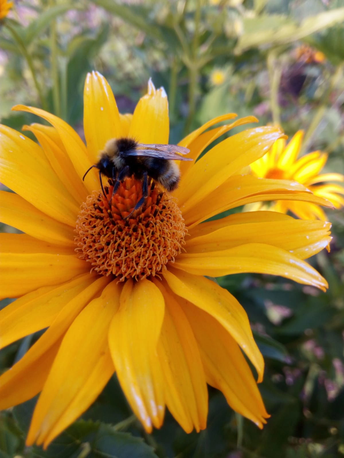 Garten... Bienchen