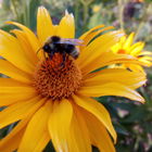 Garten... Bienchen