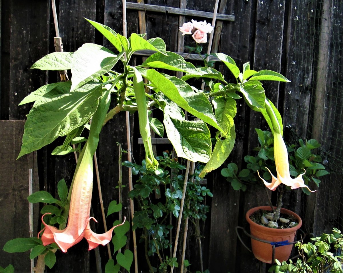 Angel's Trumpets "Jolly", Juli 2020