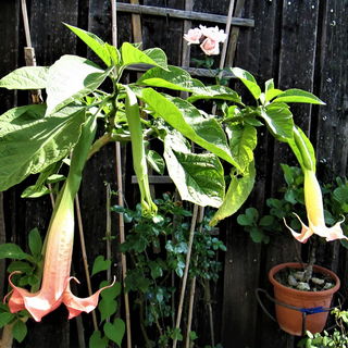 Angel's Trumpets "Jolly...