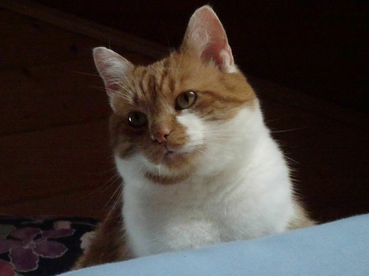 Loisi .. er war irgendwie "mein" Kater ..  zurückhaltend und vorsichtig - er fehlt total ..