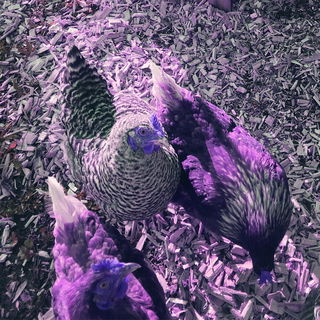 In Pollitaland würden ...