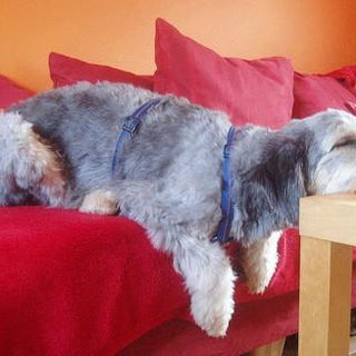 uff, Frauchen testet sc...