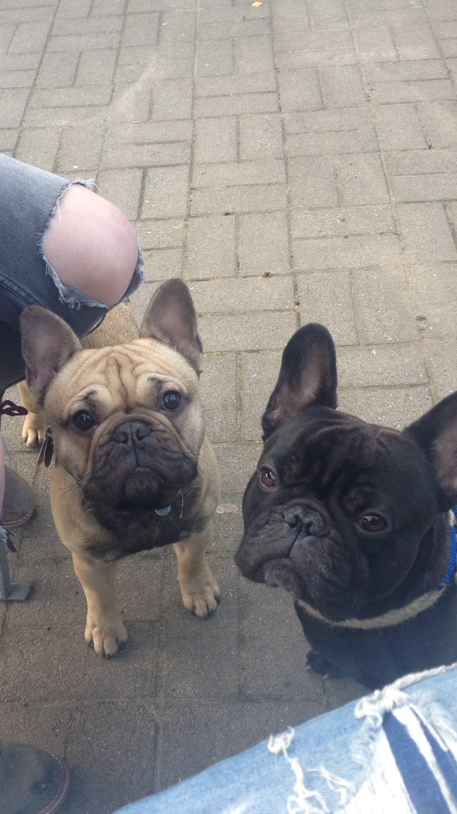 Elvis, jetzt 7 Monate, mit seinem Onkel Punchy, 3 Jahre