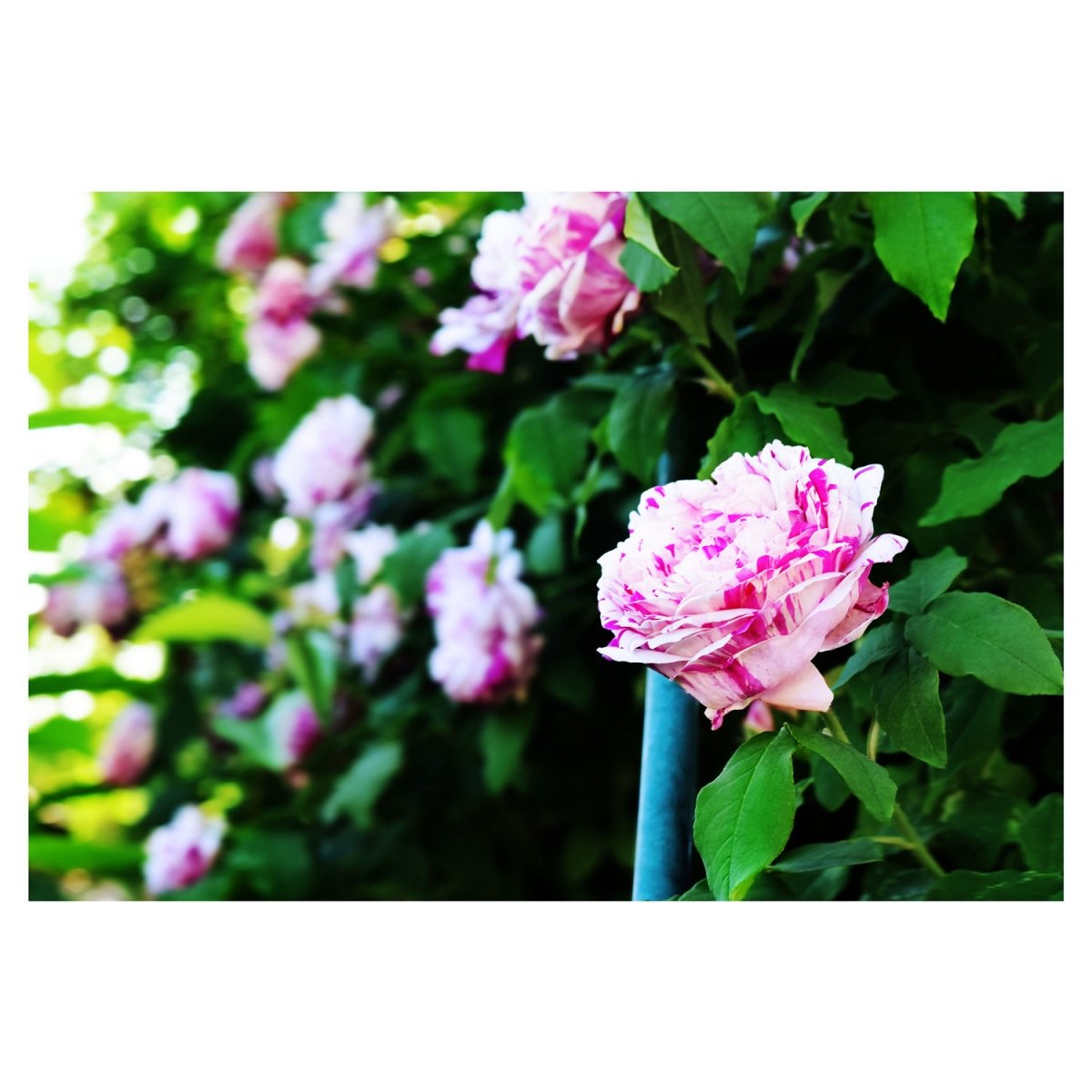 Enchanting view, from the garden