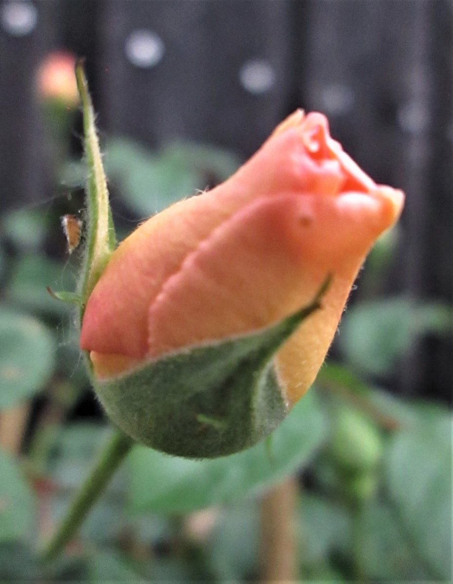 Erste Roseknospe vor Pfingsten