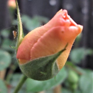 Erste Roseknospe vor Pf...