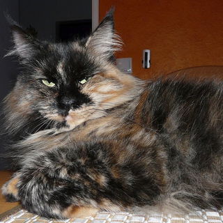 Kira die Diva... eine g...