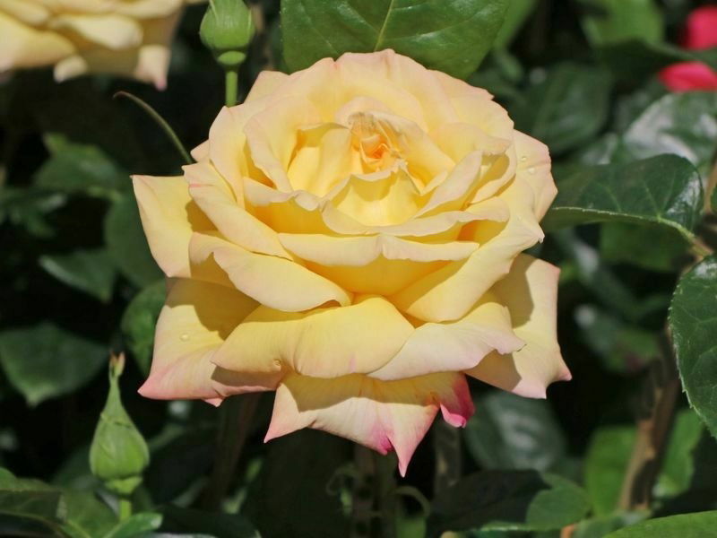 Die Rose Milano, wie sie in meinem Kopf entsteht, wenn ich den Duft trage.